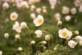 Anemones bloom in a group on a spring green meadow in the soft light of the morning. Background. Selective focus in the