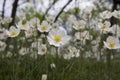 Anemones bloom in spring