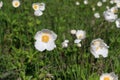 Anemones blooming on the chalk rocks. Floral spring background