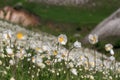 Anemones blooming on the chalk rocks. Floral spring background