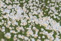 Anemones blooming on the chalk rocks. Floral spring background