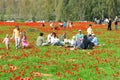 Anemones blossom in Israel