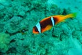 Coral reef in Red sea.