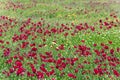 Anemones of the family of buttercup