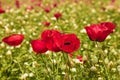 Anemones of the family of buttercup