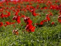 Anemones field