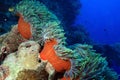 Anemones and nemo fishes Royalty Free Stock Photo