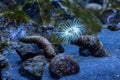 Anemones - a number of marine animals of the intestinal cavity type