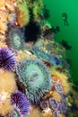 Anemones on reef