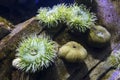 Anemones at the Aquarium