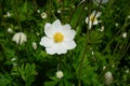 Anemones white flowers in spring