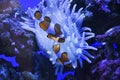 Anemonia clown fish Royalty Free Stock Photo