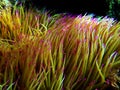 Mediterranean snakelocks sea anemone - Anemonia sulcata Royalty Free Stock Photo
