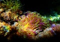 Mediterranean snakelocks sea anemone - Anemonia sulcata Royalty Free Stock Photo