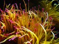 Mediterranean snakelocks sea anemone - Anemonia sulcata Royalty Free Stock Photo