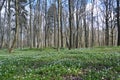 Anemonies dubravny in the spring wood grew Royalty Free Stock Photo