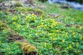 Anemonoides ranunculoides Royalty Free Stock Photo