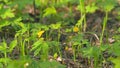 Anemonoides ranunculoides. Forest glade with yellow flowers. Slow motion.