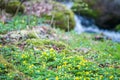 Anemonoides ranunculoides Royalty Free Stock Photo