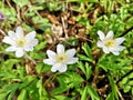 Flowers in the forest - Snowdrop anemone Royalty Free Stock Photo