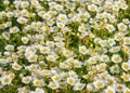 Anemonoides sylvestris  snowdrop anemone  snowdrop windflower. Flowers for patio  garden  balkon  park  home. Close up Royalty Free Stock Photo