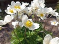 Anemonoides sylvestris (syn. Anemone sylvestris), known as snowdrop anemone Royalty Free Stock Photo