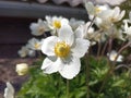 Anemonoides sylvestris (syn. Anemone sylvestris), known as snowdrop anemone Royalty Free Stock Photo