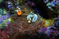 Anemony crab and clown fish. Royalty Free Stock Photo