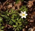 Anemony dubravny Anemone nemorosa L. in the spring Royalty Free Stock Photo