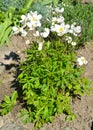 The anemony forest Anemone sylvestris L.. The blossoming plant