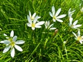 Anemopsis californica yerba mansa