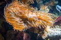 Anenome in aquarium. Royalty Free Stock Photo