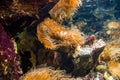 Anenome in aquarium. Royalty Free Stock Photo