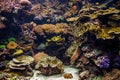 Anenome in aquarium at zoo Royalty Free Stock Photo