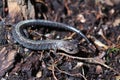 Anerythrism in the red-backed salamander (Plethodon cinereus)