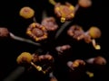 Anethum graveolens - beautifull dill flower in a orange and black background Royalty Free Stock Photo