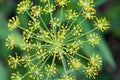 Anethum graveolens, dill flower macro Royalty Free Stock Photo