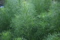 Anethum graveolens Linn organic vegetable herb and ingredient le