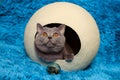 Anfas cat in white sphere. Blue background. Royalty Free Stock Photo