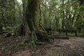 Ang Ka Luang Nature Trail at Doi Inthanon National Park, Chiang Royalty Free Stock Photo