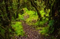 Ang ka nature trail , Doi Inthanon national park Royalty Free Stock Photo