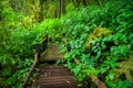 Ang ka nature trail , Doi Inthanon national park Royalty Free Stock Photo