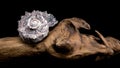 Angaria delphinus shell on driftwood