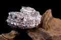 Angaria delphinus shell on driftwood