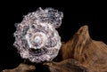 Angaria delphinus shell on driftwood