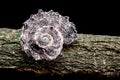 Angaria delphinus shell on driftwood