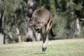 the angaroo-island kangaroo is hopping across the field Royalty Free Stock Photo