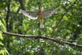 Angel Bird in mid flight