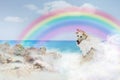 Angel Dog Over Rainbow Bridge Royalty Free Stock Photo