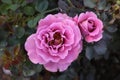 Angel Face Floribunda Roses in bloom